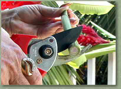 Trim about 1/4" off each stem.